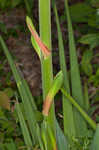 Weak-leaf yucca